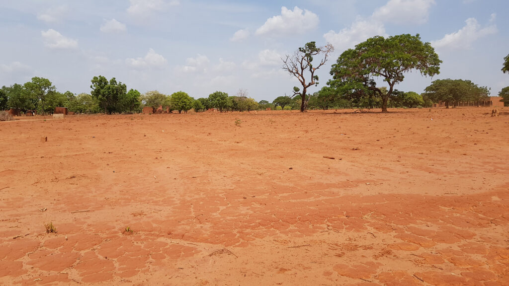 Cashew monoculture plantation in Burkina Faso with evenly spaced trees and dry soil, highlighting challenges of soil degradation and biodiversity loss