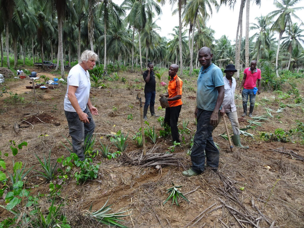 Trazado de una nueva parcela de agroforestería dinámica en una antigua plantación de cocoteros