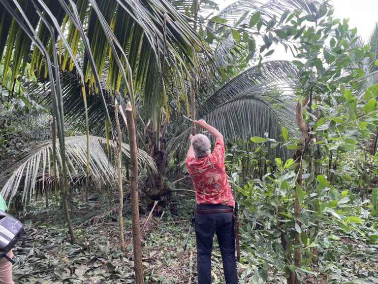 Pruning in a coconut agroforestry plot