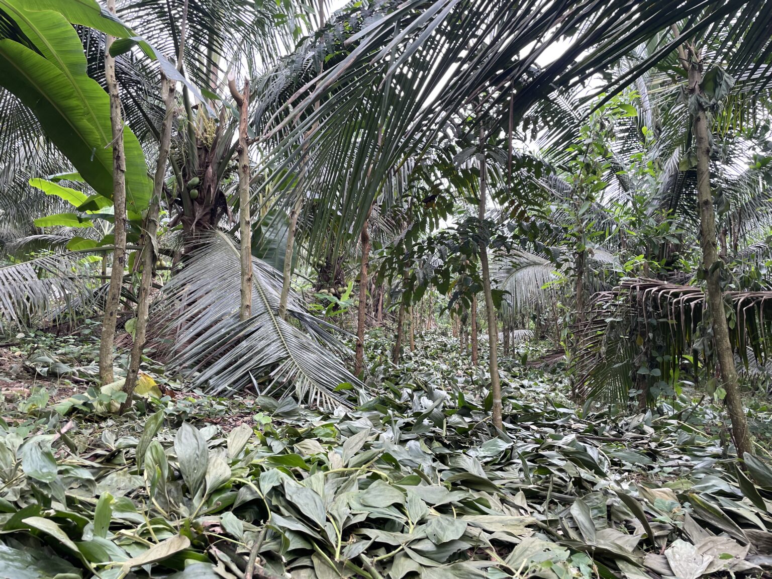 Coconut Dynamic Agroforestry plantation after pruning
