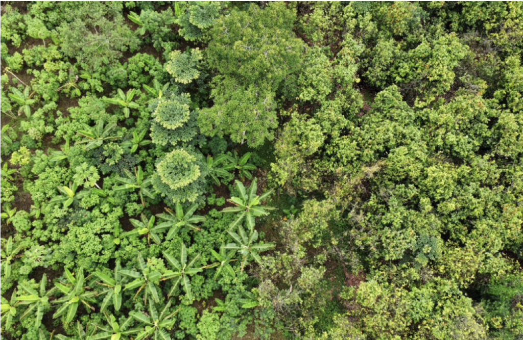 Aerial comparison of a young Dynamic Agroforestry (DAF) system on the left and a traditional cocoa monoculture on the right, highlighting differences in biodiversity and land use.