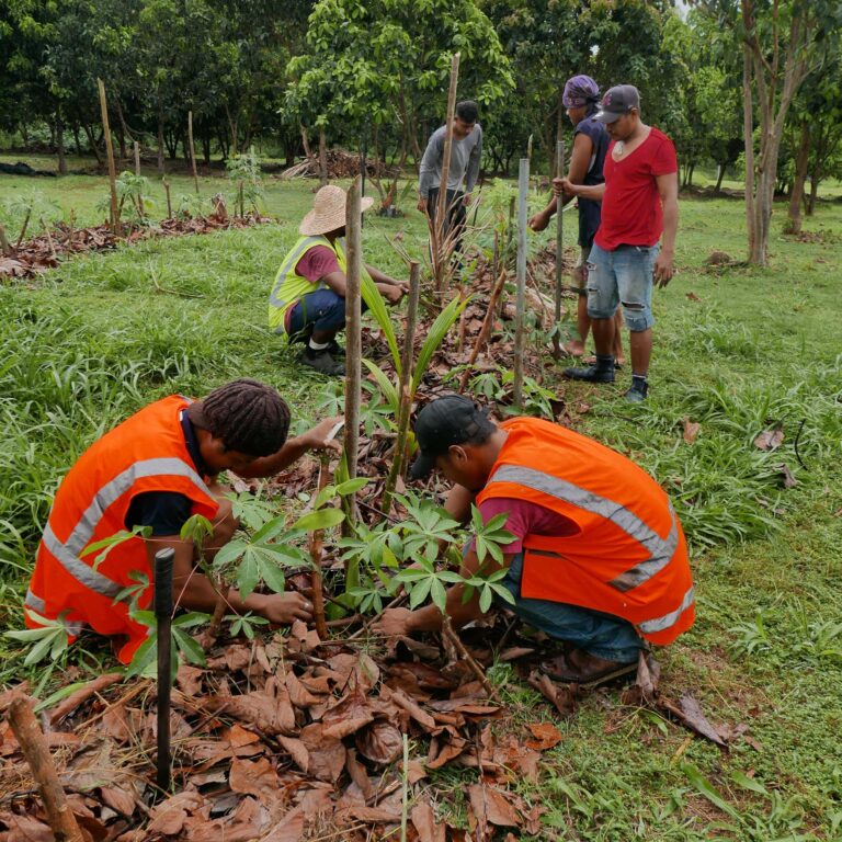 Técnicos de campo plantando una parcela de agroforestería dinámica