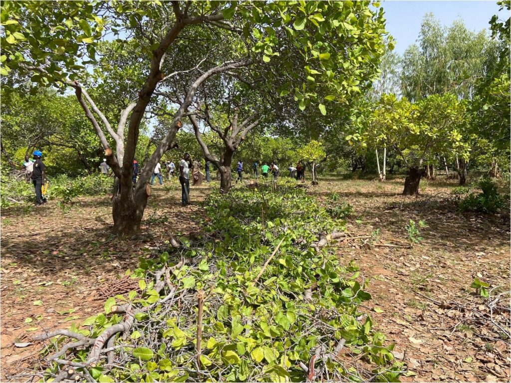 A pruned cashew tree in Burkina Faso, surrounded by a group of farmers attending an agroforestry training session on sustainable cashew management.