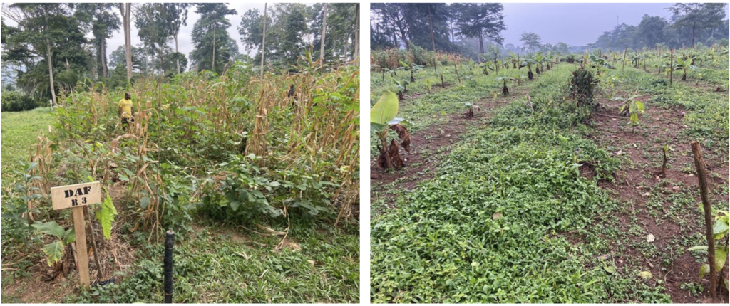 A comparison of Dynamic Agroforestry (DAF) and conventional cocoa farming three months after plot establishment. The left side shows a DAF system with banana, cocoa, and pigeon pea, while the right side represents common farming practices after maize harvest.
