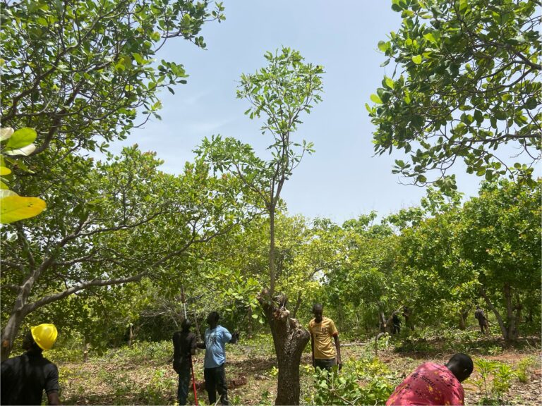 A pruned cashew tree in Burkina Faso