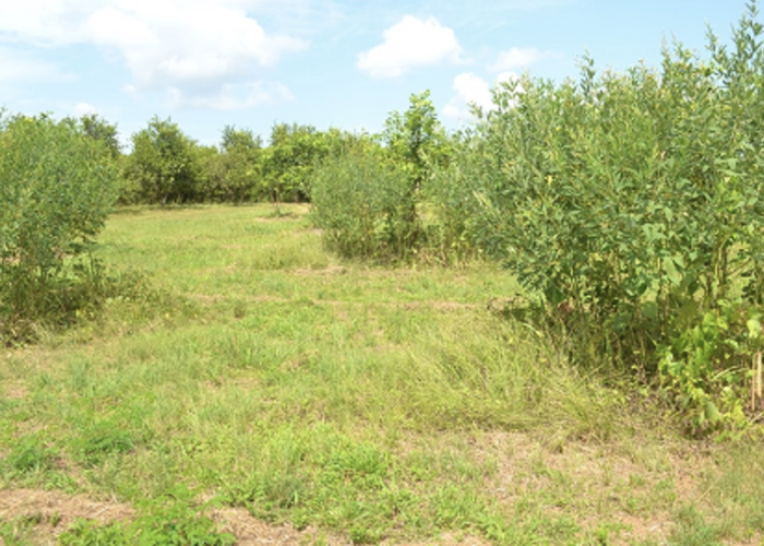 A young citrus plantation transitioning from monoculture to agroforestry using the DAF Island approach, with visible circular vegetation clusters enhancing biodiversity and soil health.