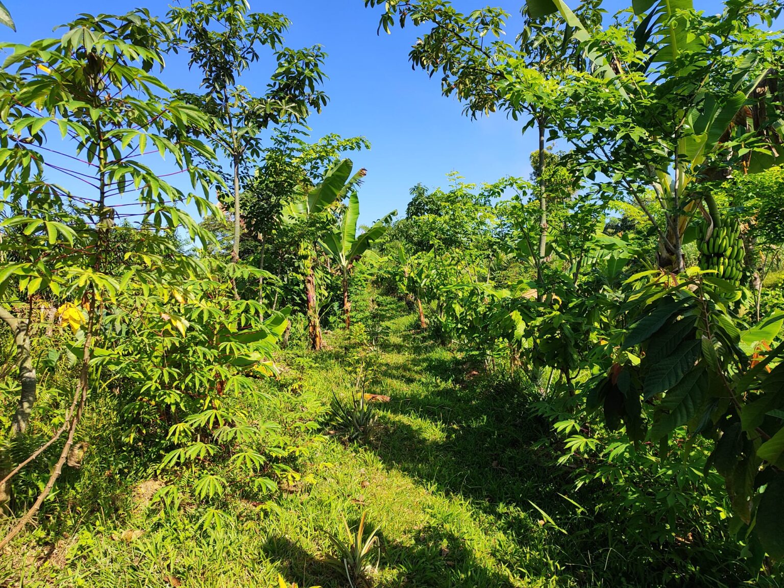 Una plantación de cacao de Dynamic Agroforestry de dos años de antigüedad