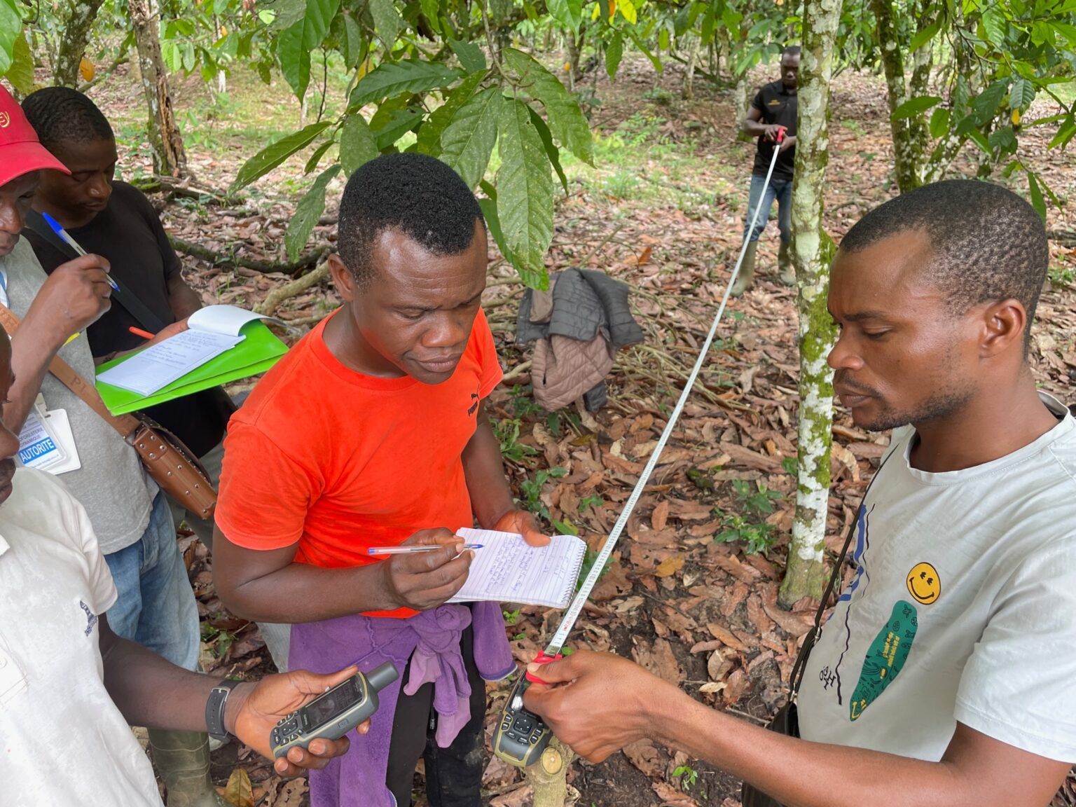 Field team measuring a carbon baseline in a cocoa agroforestry plot