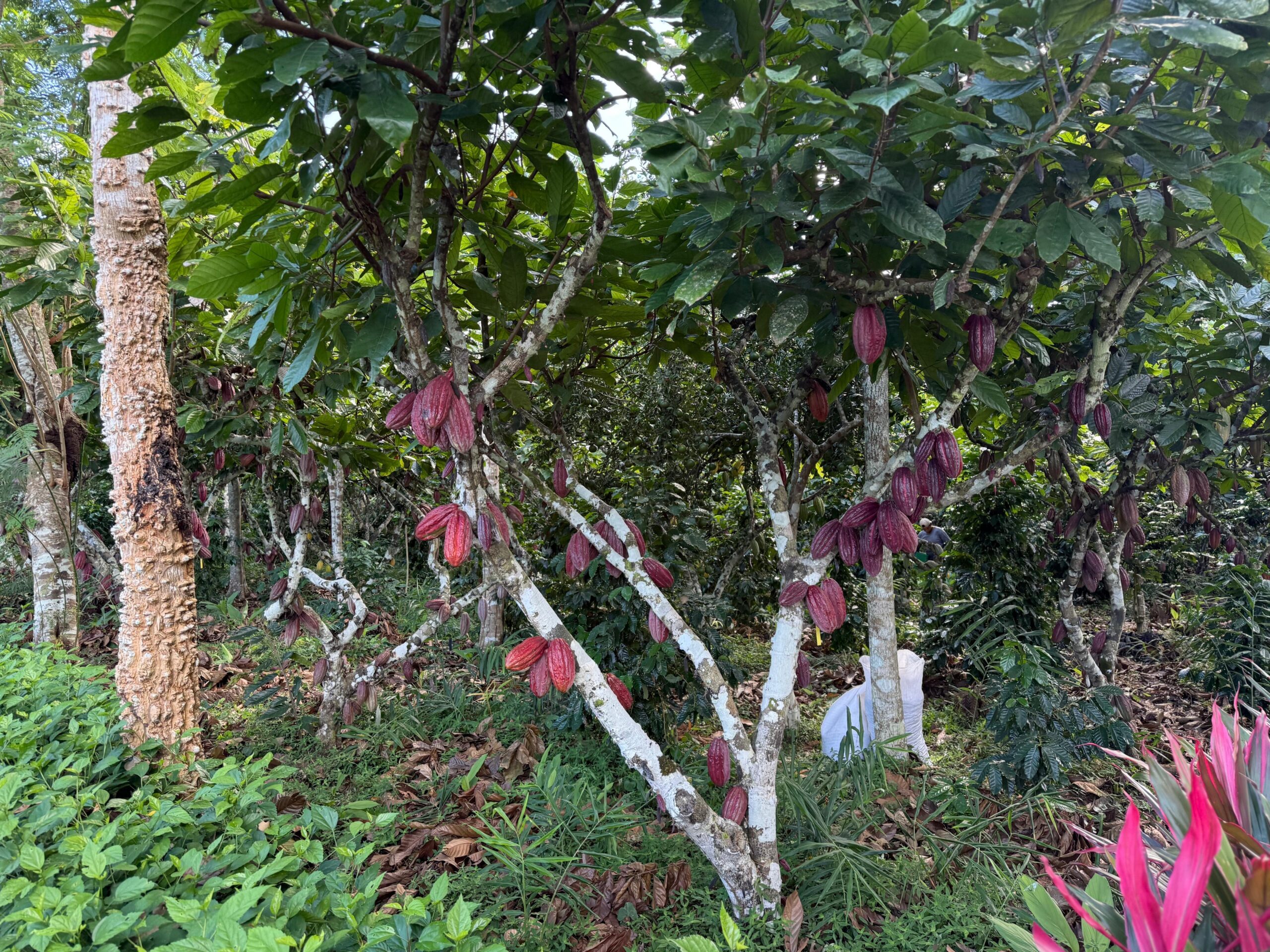 Dynamic Agroforestry cocoa plot in Bolivia with heavy pod production, showing diverse vegetation and shade management for high productivity and carbon sequestration.