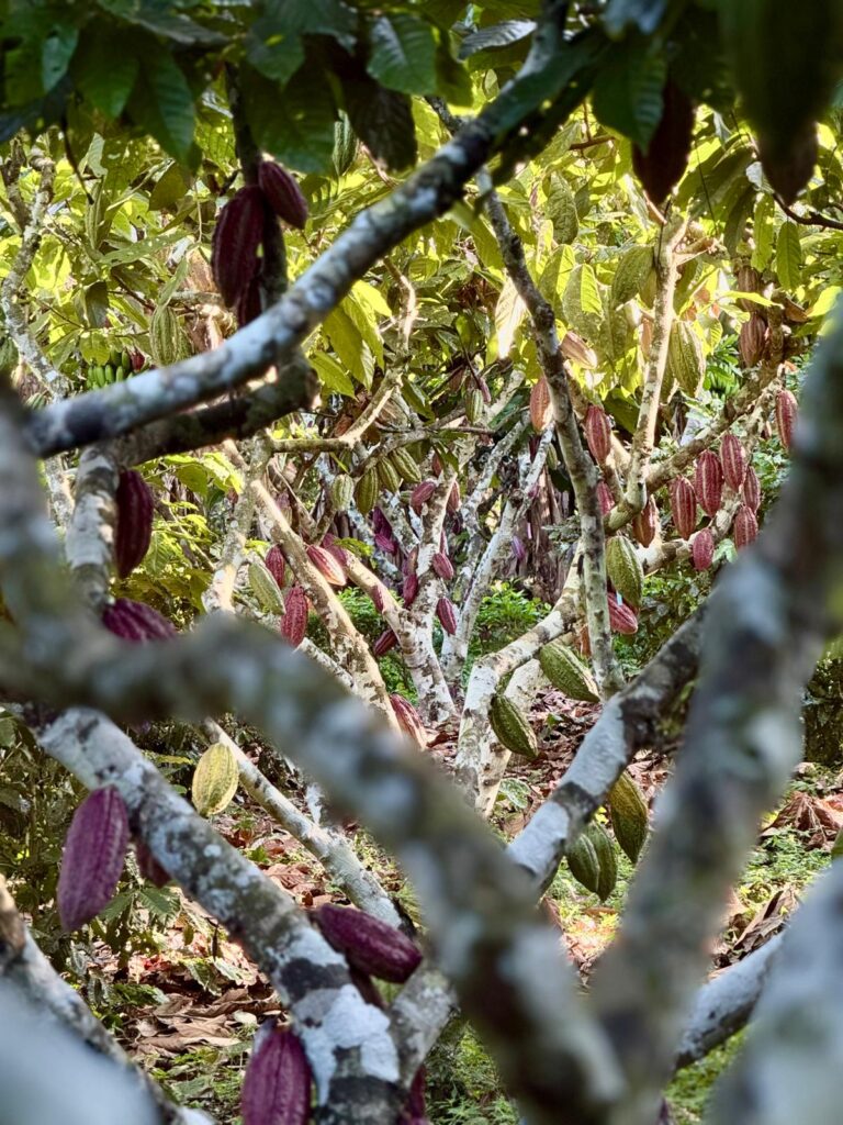 Cocoa agroforestry plot in Bolivia managed under Dynamic Agroforestry
