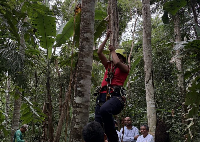 Female arborist practicing high-canopy pruning techniques during Dynamic Agroforestry training in a cocoa forest in Bolivia.