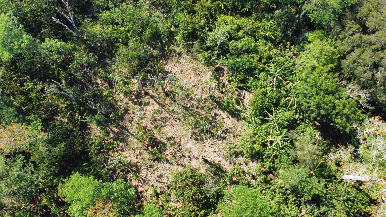 Pruned shade trees in a cocoa agroforestry trial, seen from a drone