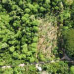 Aerial drone view of a cocoa agroforestry research site showing a pruned shade tree plot next to an unpruned control plot.