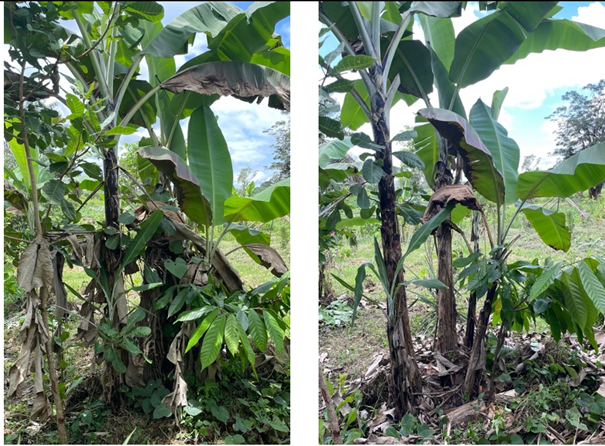 Antes y después de podar los brotes excesivos del plátano para mejorar la distribución de la luz y favorecer el desarrollo del cacao.