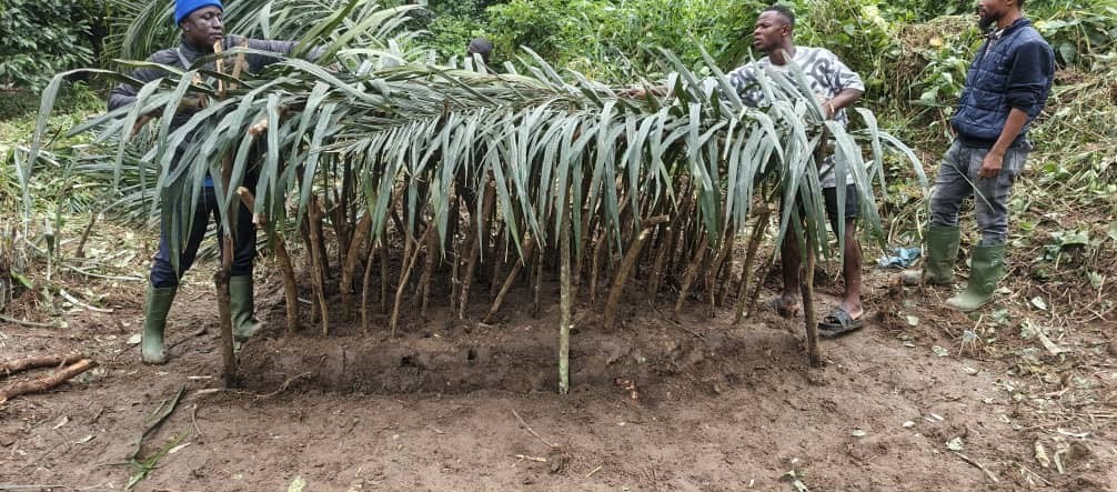 Proporcionar sombra mediante esquejes de yuca o hojas de palmera como medida de emergencia durante los periodos de calor