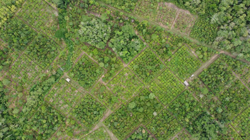 Vista aérea tomada con un dron de las parcelas de investigación de cacao de SysCom Sara Ana, en la que se aprecia un mosaico de bosque en regeneración, árboles plantados y secciones experimentales de uso del suelo en un paisaje tropical.