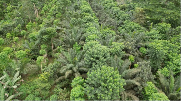 Le palmier à huile dans un système agroforestier diversifié et dynamique