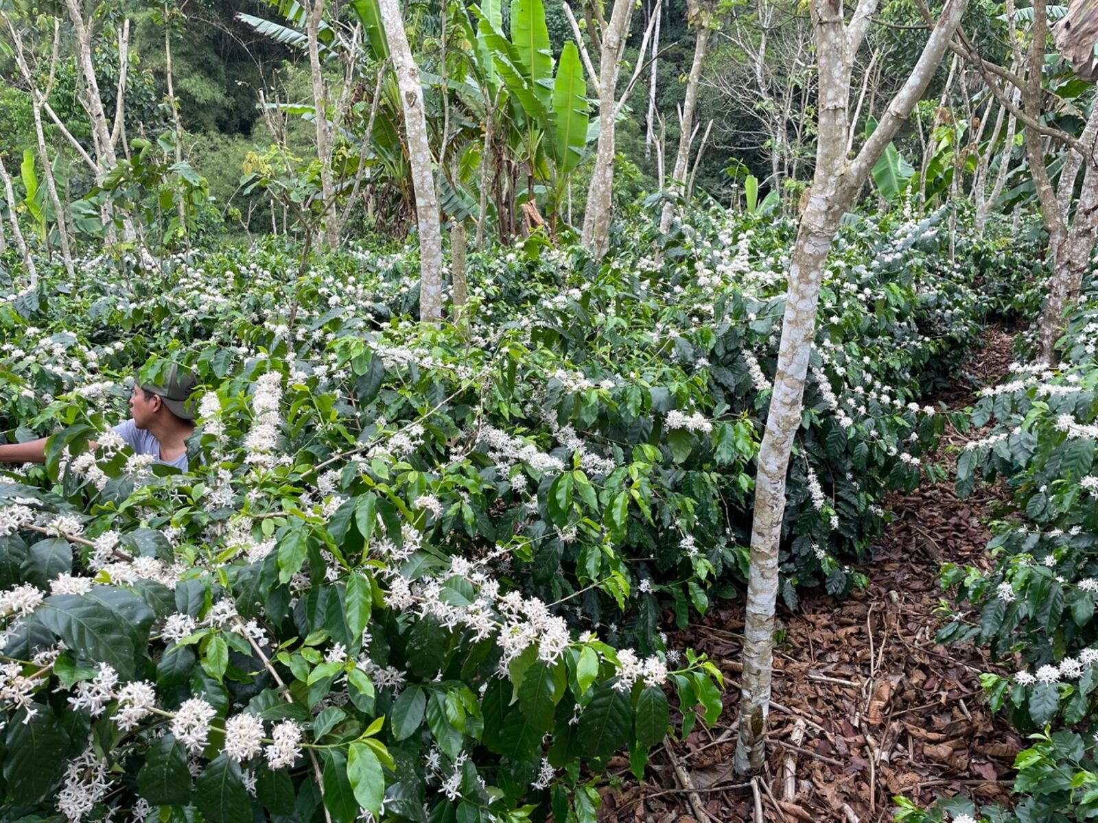 Coffee in flower under agroforestry shade