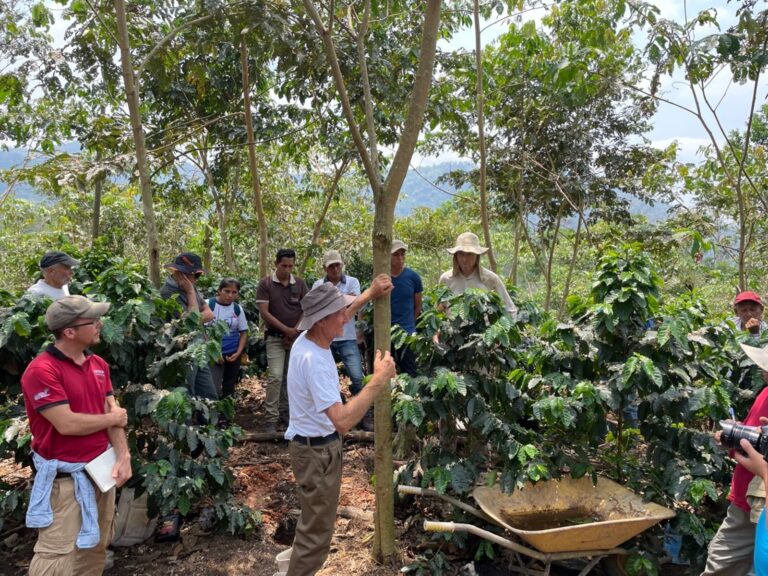 Formación sobre poda con productores de café en el campo