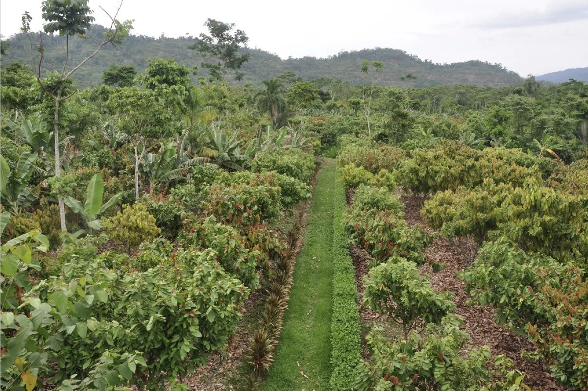 Vista aérea de una parcela de cacao gestionada mediante agroforestería dinámica