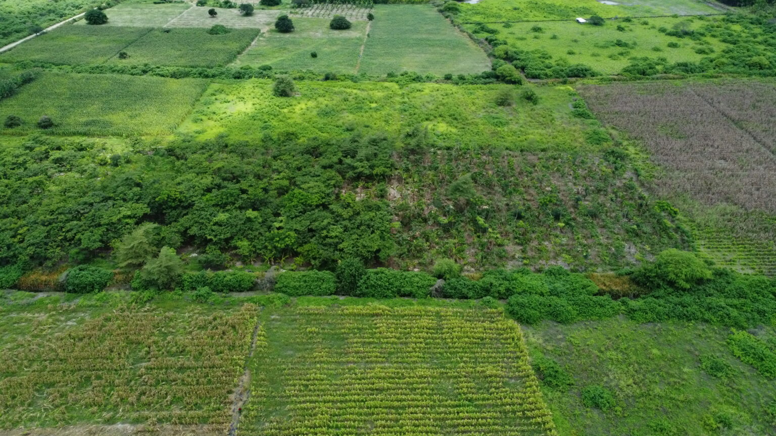 Agroforestry trial plots between open fields in Ecuador, seen from a drone