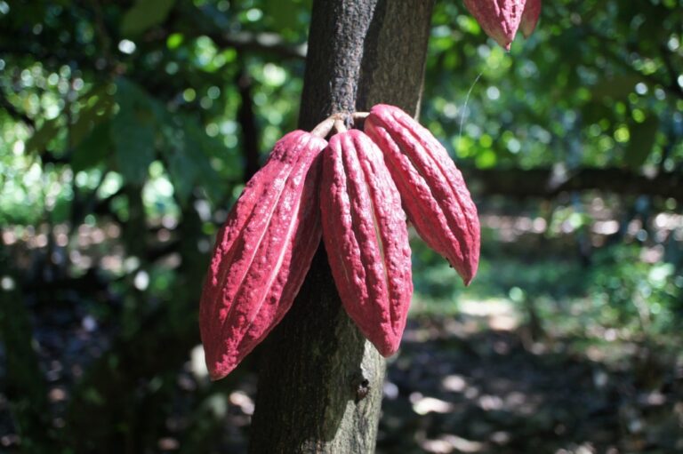 Cocoa pods on the tree