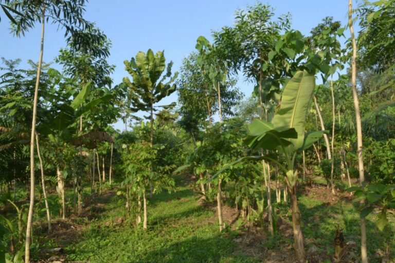 Oil palm growing inside a diverse agroforestry system