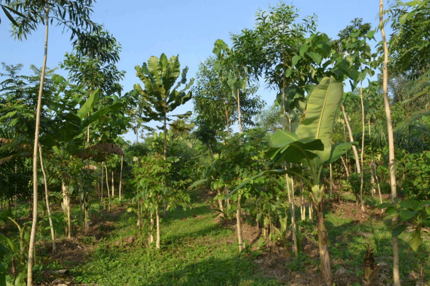 Oil palm growing inside a diverse Dynamic Agroforestry system, Serendipalm project, Ghana