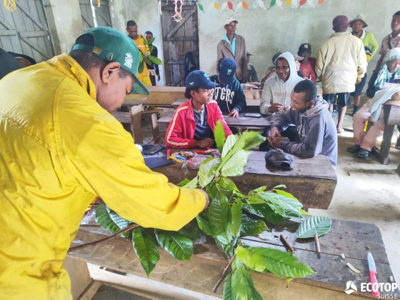 Cocoa grafting workshop with smallholder farmers in the MaMaBay region, Madagascar